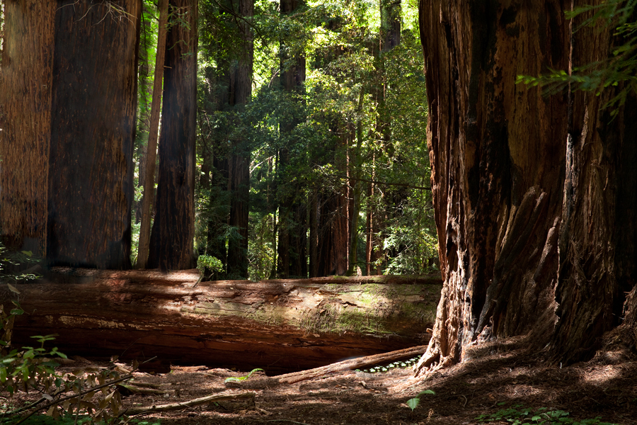 This Brian Charles Steel photo depicts redwood trees in the Muir Woods of the Golden Gate National Recreational Area in San Francisco, California.  The image is framed with trees lying horizontally on the ground, and trees standing vertically.  The sunlight is filtering through the trees, so that there are spots of light intermixed with shadows.  The right third of the frame is filled with a standing redwood.  Parts of the bark are missing showing three different layers of the tree. The deeper parts are very shadowy.  A green vine grows along the outside of the tree.  In the background are standing trees with lots of green. 